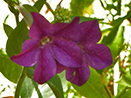 Flower in Garden Design by Alisa Rose Seidlitz - Oakland, CA